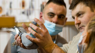 La Pologne, paradis m&eacute;connu des pigeons voyageurs 