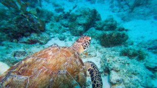 La UE y seis de sus estados miembros ratifican el tratado para proteger las aguas internacionales