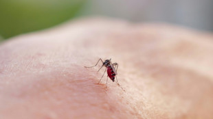 Plus de 3.000 cas de dengue en m&eacute;tropole depuis le d&eacute;but de l'ann&eacute;e