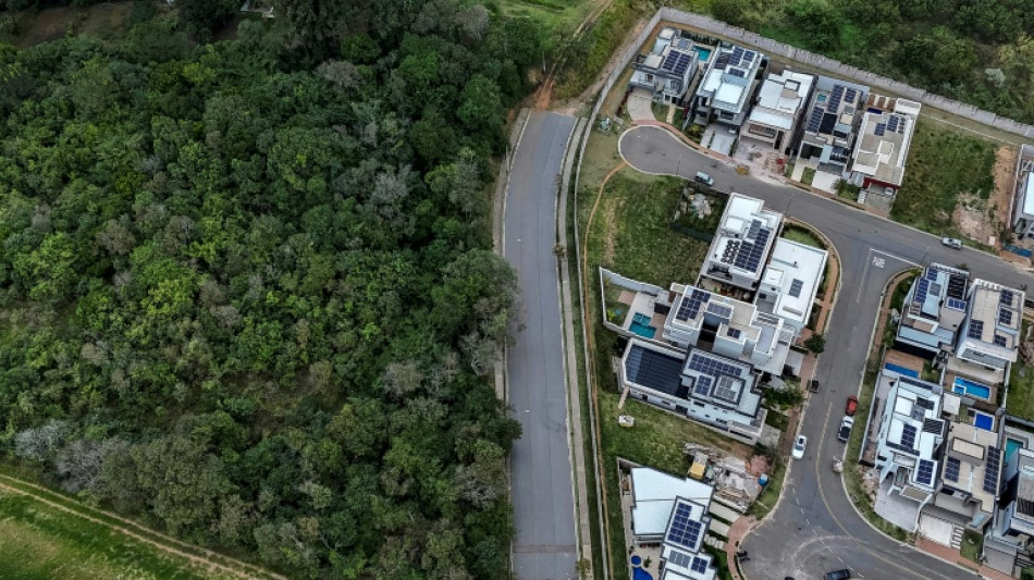 Sao Paulo's pumas under attack as 'stone jungle' threatens rainforest