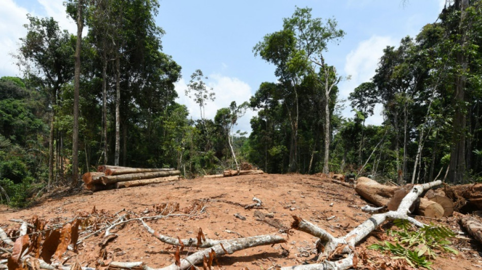 26% de l'Amazonie irr&eacute;versiblement d&eacute;truite, avertissent des chefs indig&egrave;nes 