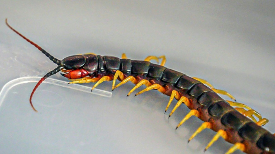 Decomisan en Per&uacute; 30 ciempi&eacute;s y tar&aacute;ntulas amaz&oacute;nicas destinadas a Hong Kong