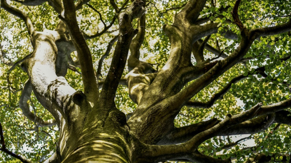 Deutsche W&auml;lder absorbieren 2021 mehr als 52 Millionen Tonnen Kohlendioxid