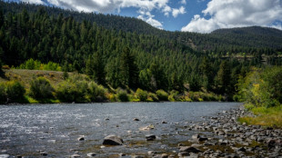 US moves to open vast tracts of pristine forests to logging