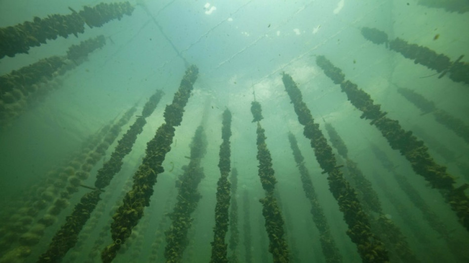 Belgique : un r&eacute;cif de moules pour lutter contre l'&eacute;rosion c&ocirc;ti&egrave;re