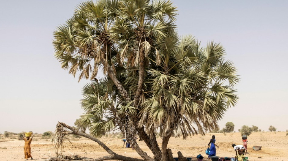 Les tropiques menac&eacute;es de canicules "dangereuses" plus de la moiti&eacute; du temps, selon une &eacute;tude