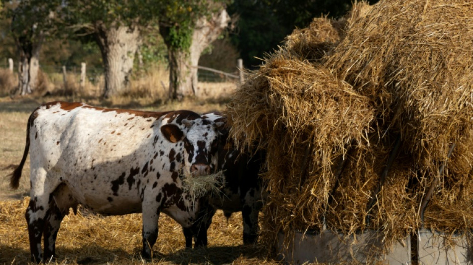 Plan pour l'agriculture: relancer la production et soutien aux plus fragiles, assure Genevard