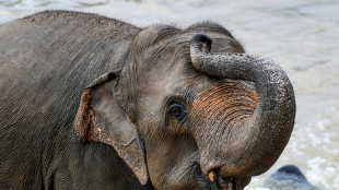 Linksr&uuml;ssler und Rechtsr&uuml;ssler unter Elefanten: Forscher finden m&ouml;gliche Ursache