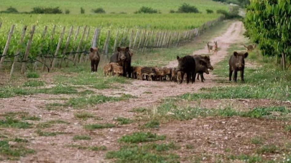 Coldiretti Torino, 4,5 milioni danni da cinghiali Piemonte