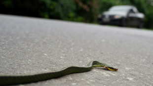 'Aten&ccedil;&atilde;o, anta na via': projeto de aplicativo busca salvar animais nas estradas do pa&iacute;s