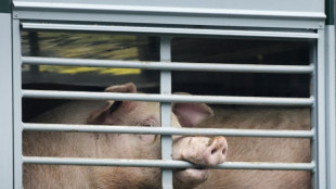 Bundeslandwirtschaftsministerium will Tiere besser sch&uuml;tzen