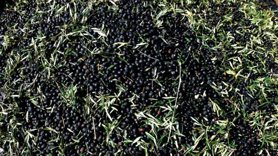 Olives espagnoles: l'UE autoris&eacute;e &agrave; imposer des sanctions contre les Etats-Unis, selon l'OMC