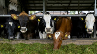 Les agriculteurs n&eacute;erlandais dans le fumier "jusqu'au cou"