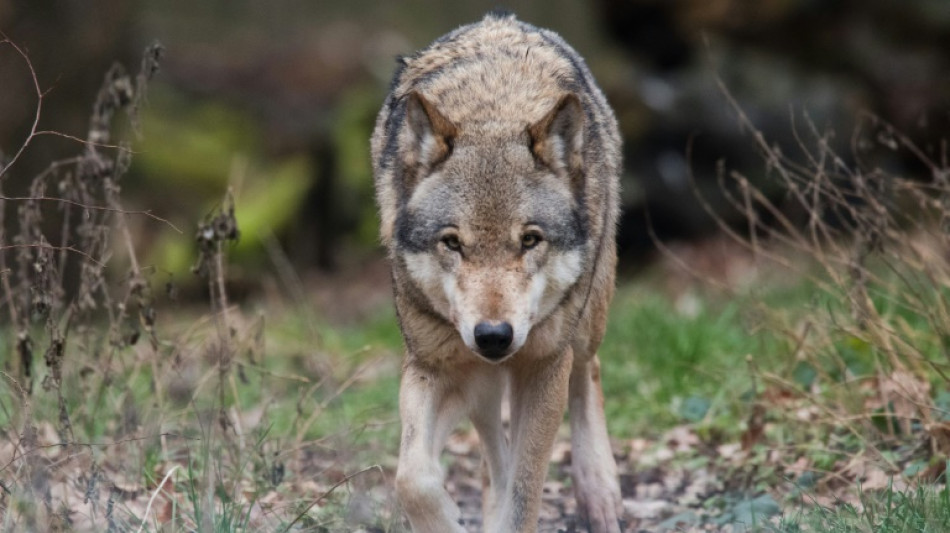 Le loup r&eacute;appara&icirc;t dans le Finist&egrave;re apr&egrave;s plus d'un si&egrave;cle d'absence