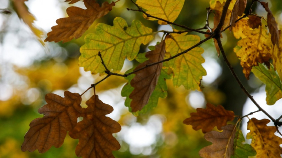 Gesch&auml;ftsklima im Mittelstand erneut verschlechtert