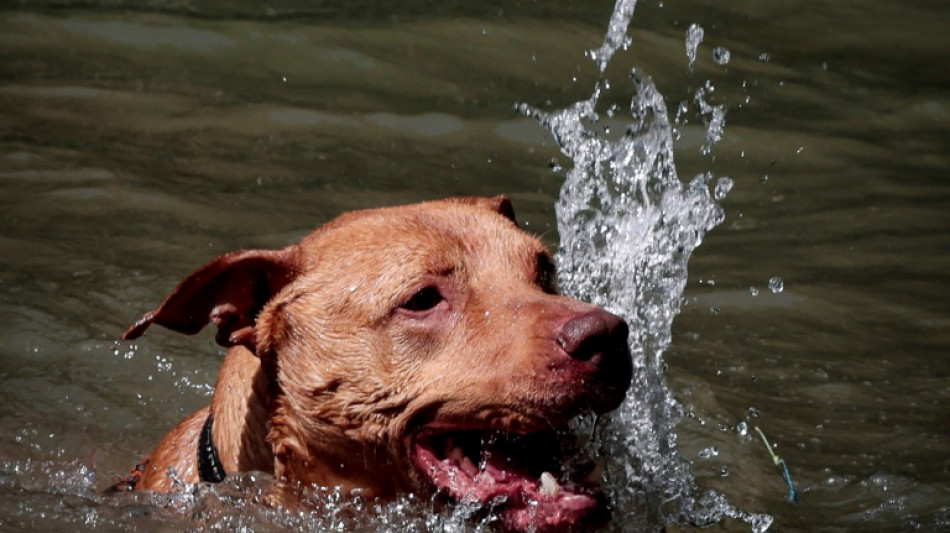 Petites piscines, parasols, friandises r&eacute;frig&eacute;r&eacute;es... &agrave; la SPA de Plaisir les chiens luttent contre la canicule