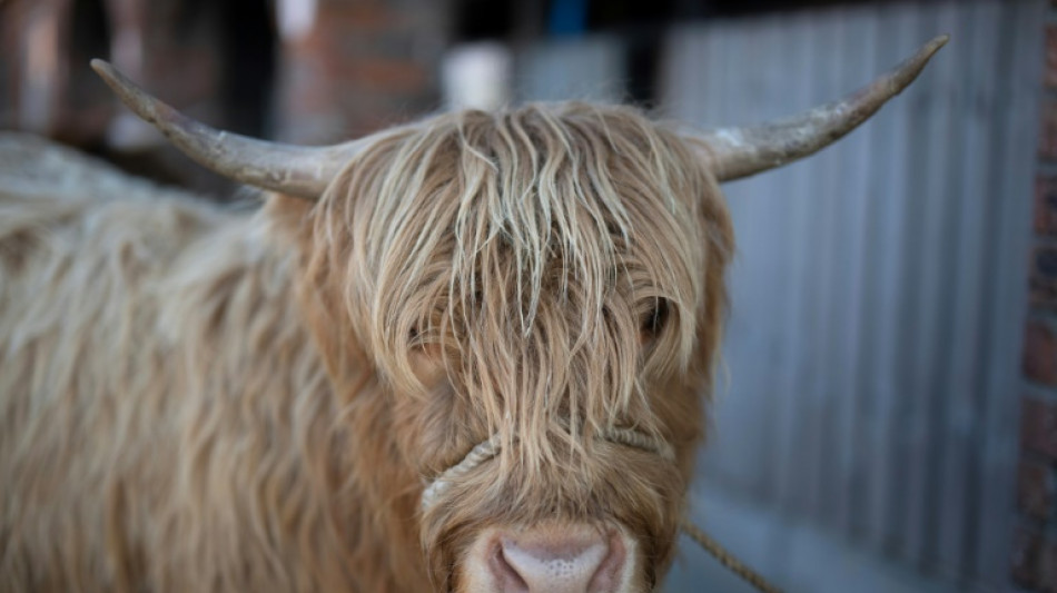 Br&uuml;ssel will k&uuml;rzere Tiertransporte und Regeln f&uuml;r Hunde- und Katzenhandel