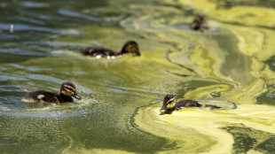 Anatra morta nella Reflecting Pool, si teme avvelenamento per vernice e alghe