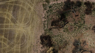 Les cicatrices du Gran Chaco, "l'autre" d&eacute;forestation d'Am&eacute;rique du Sud