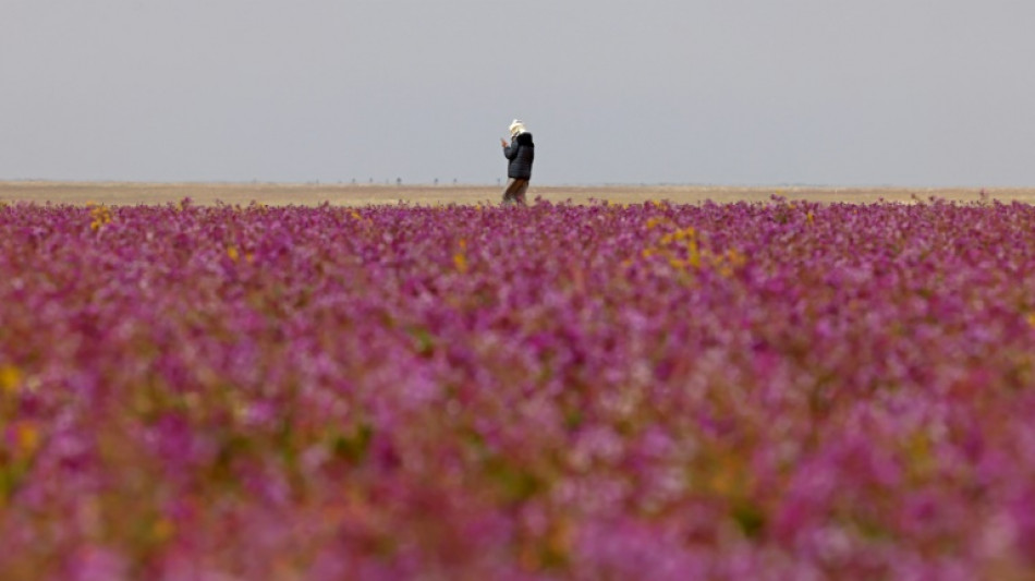 En Arabie saoudite, le rare spectacle d'un d&eacute;sert tapiss&eacute; de fleurs mauves