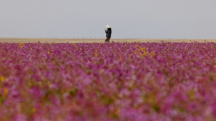 En Arabie saoudite, le rare spectacle d'un d&eacute;sert tapiss&eacute; de fleurs mauves