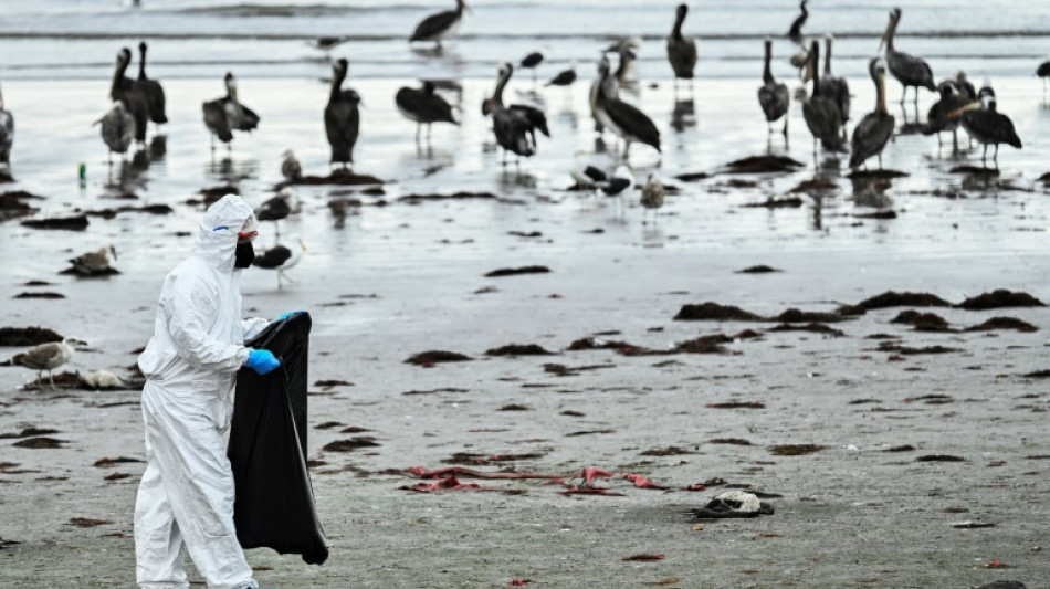 Myst&eacute;rieuse h&eacute;catombe d'oiseaux marins sur les plages du Chili