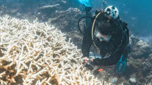 Blanqueo récord de corales en la costa occidental de Australia, según una ONG