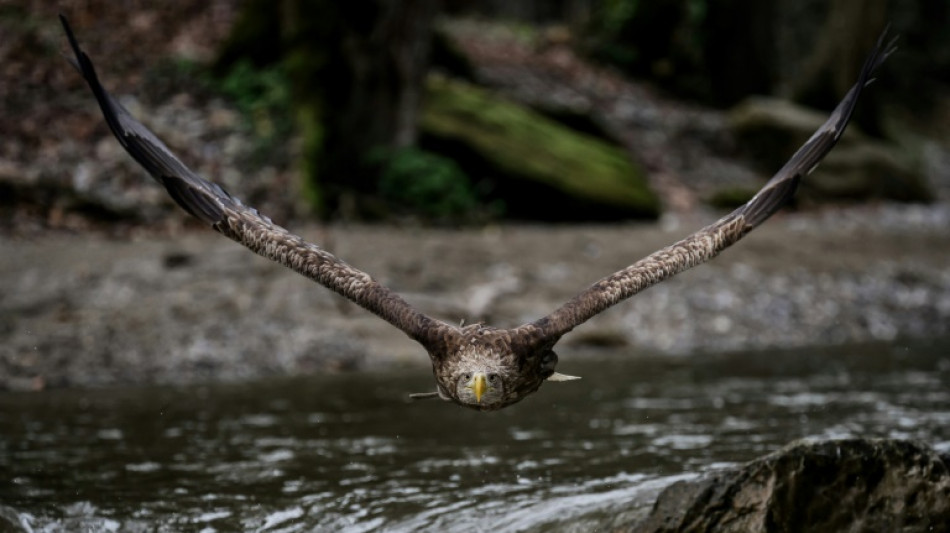 Quasi-oubli&eacute;, le plus grand aigle d'Europe lutte pour sa survie