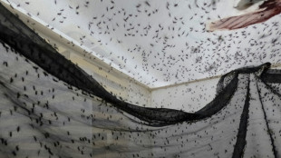 Uma 'biof&aacute;brica' de mosquitos na Col&ocirc;mbia luta contra a dengue e a desinforma&ccedil;&atilde;o