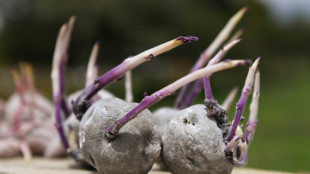 Las manos cient&iacute;ficas al rescate de las papas "nativas" de Colombia