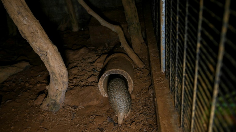 Condenan a 13 a&ntilde;os de c&aacute;rcel en Vietnam a un traficante de partes de pangol&iacute;n y rinoceronte