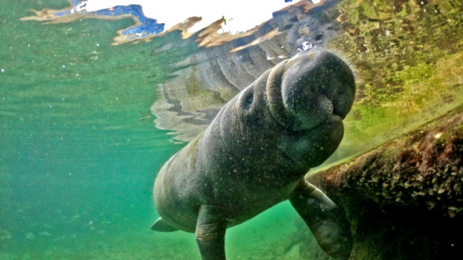Guardi&otilde;es do peixe-boi em busca do resgate de uma esp&eacute;cie que desaparece na Col&ocirc;mbia