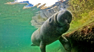 Guardi&otilde;es do peixe-boi em busca do resgate de uma esp&eacute;cie que desaparece na Col&ocirc;mbia