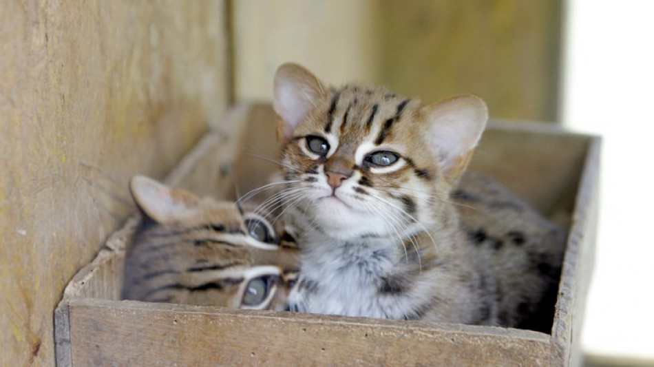 Zwei M&auml;nner wollen in K&ouml;ln eingeklemmtes Katzenbaby anz&uuml;nden