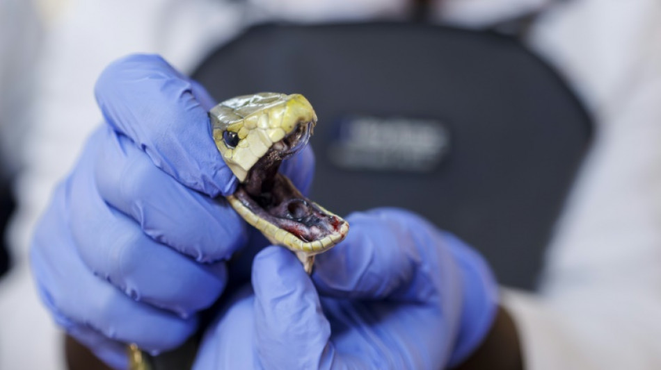 Homem se deixou ser mordido 200 vezes por cobras e pode abrir caminho para ant&iacute;doto