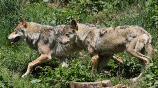 Le nombre de loups en France recule, nouveau d&eacute;bat sur sa protection