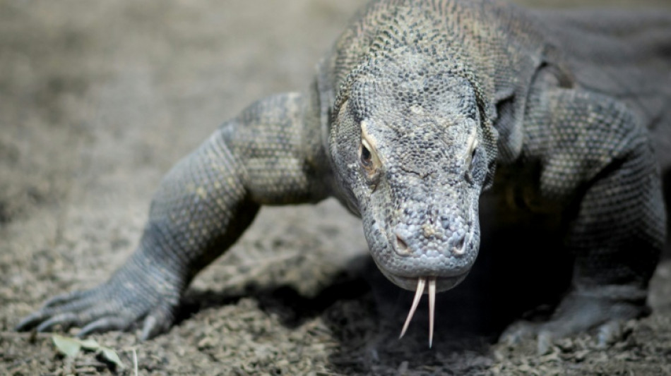 Seltener Zuchterfolg: Sieben Komodowarane in Leipziger Zoo geschl&uuml;pft 