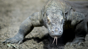 Seltener Zuchterfolg: Sieben Komodowarane in Leipziger Zoo geschl&uuml;pft 