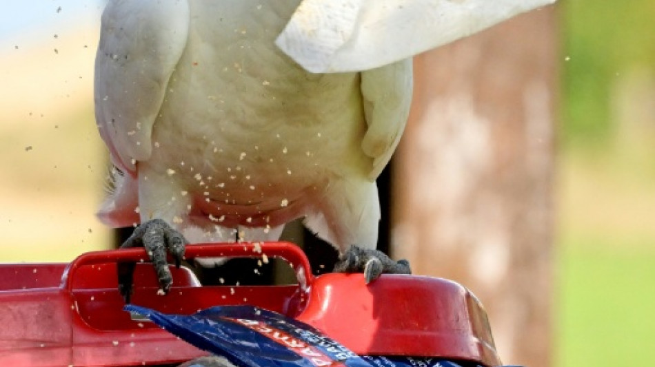Las cacatúas además de cantar bailan