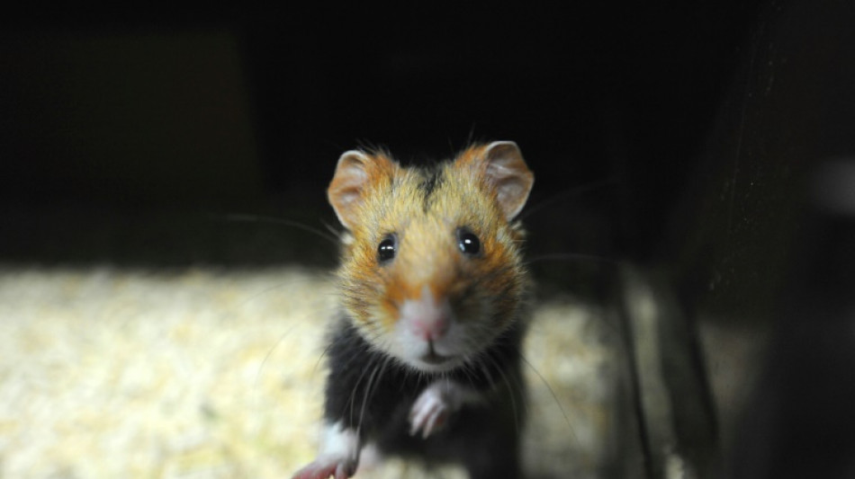 Rettungseinsatz der M&uuml;nchner Feuerwehr: Hamster steckt mit Po in H&auml;uschen fest