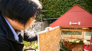 Aluguel de galinhas está se tornando mais popular nos EUA devido ao aumento dos preços dos ovos.