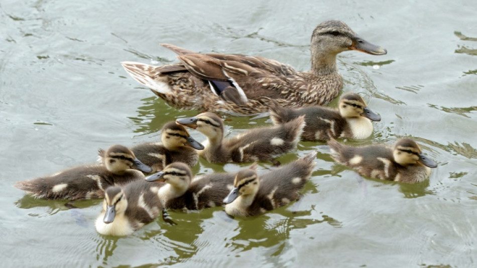 Sicherheitsbeh&ouml;rden und Soldaten kooperieren bei Rettung von Entenfamilie