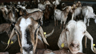 Betrug mit EU-Agrarsubventionen: 13 Verd&auml;chtige in Griechenland in U-Haft