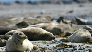 Seehundbestand in Wattenmeer stagniert: Fast 24.000 Tiere gezählt  