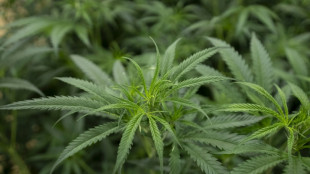 Ermittlern aus Niedersachsen gelingt Schlag gegen illegalen Cannabisanbau
