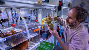 Dans le laboratoire français où l'on tourmente les huîtres pour les préparer à un océan plus acide