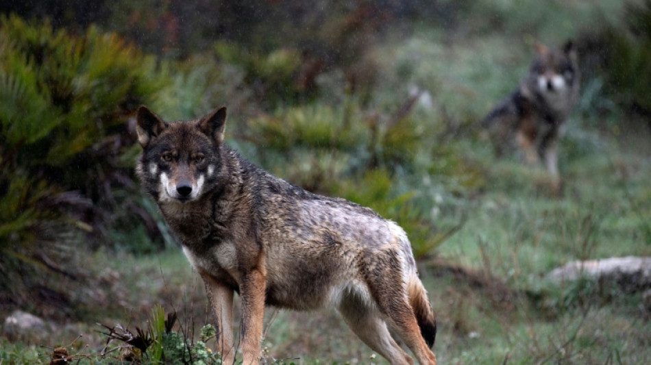 Brandenburg: Kind in Wildpark von Wolf attackiert und schwer verletzt