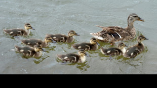Nordrhein-Westfalen: Entenk&uuml;ken in Gleisbett sorgen f&uuml;r Behinderungen im Bahnverkehr
