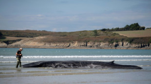La baleine &eacute;chou&eacute;e sur une plage du Finist&egrave;re est repartie en mer