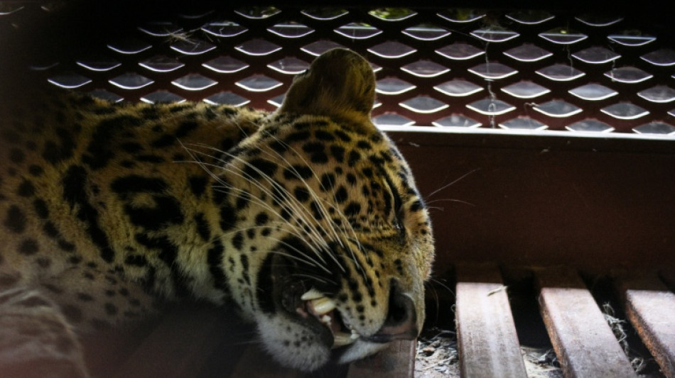 Leopard captured after wandering into Indonesian hotel